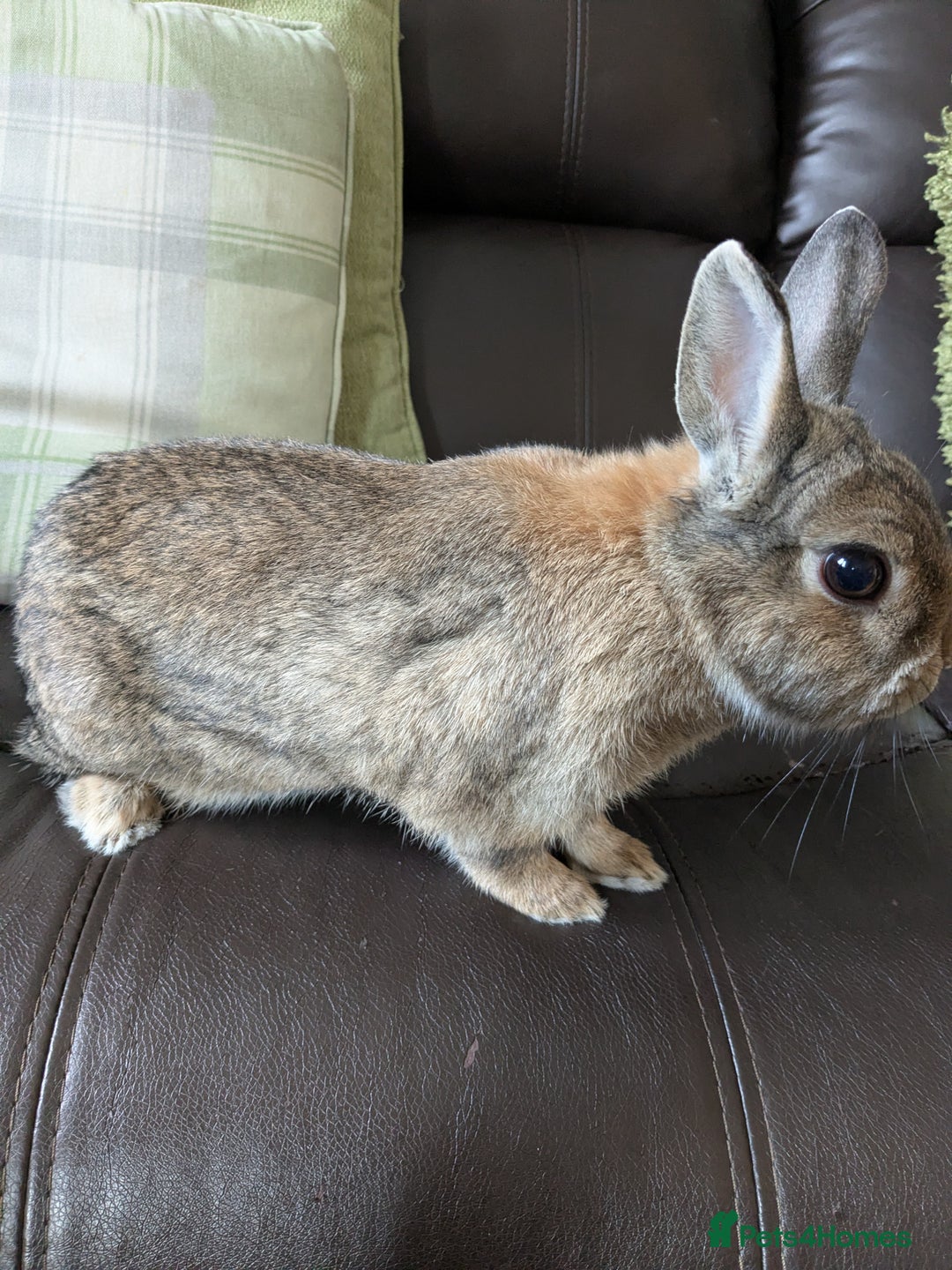 Netherland Dwarf rabbits for sale: Female rabbit  - Image 2