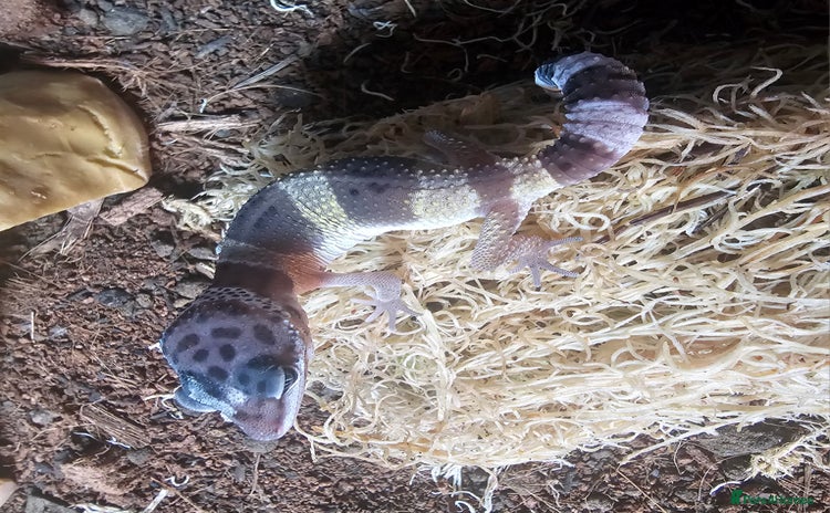 Leopard Gecko reptiles - Advert 1