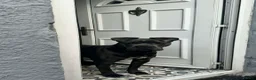 Cane Corso dogs for sale: Nahla  in Pontefract - Advert 6