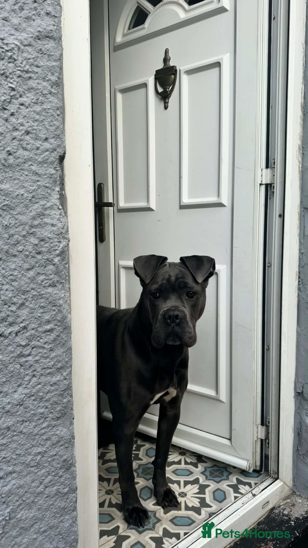 Cane Corso dogs for sale: Nahla  in Pontefract - Advert 6