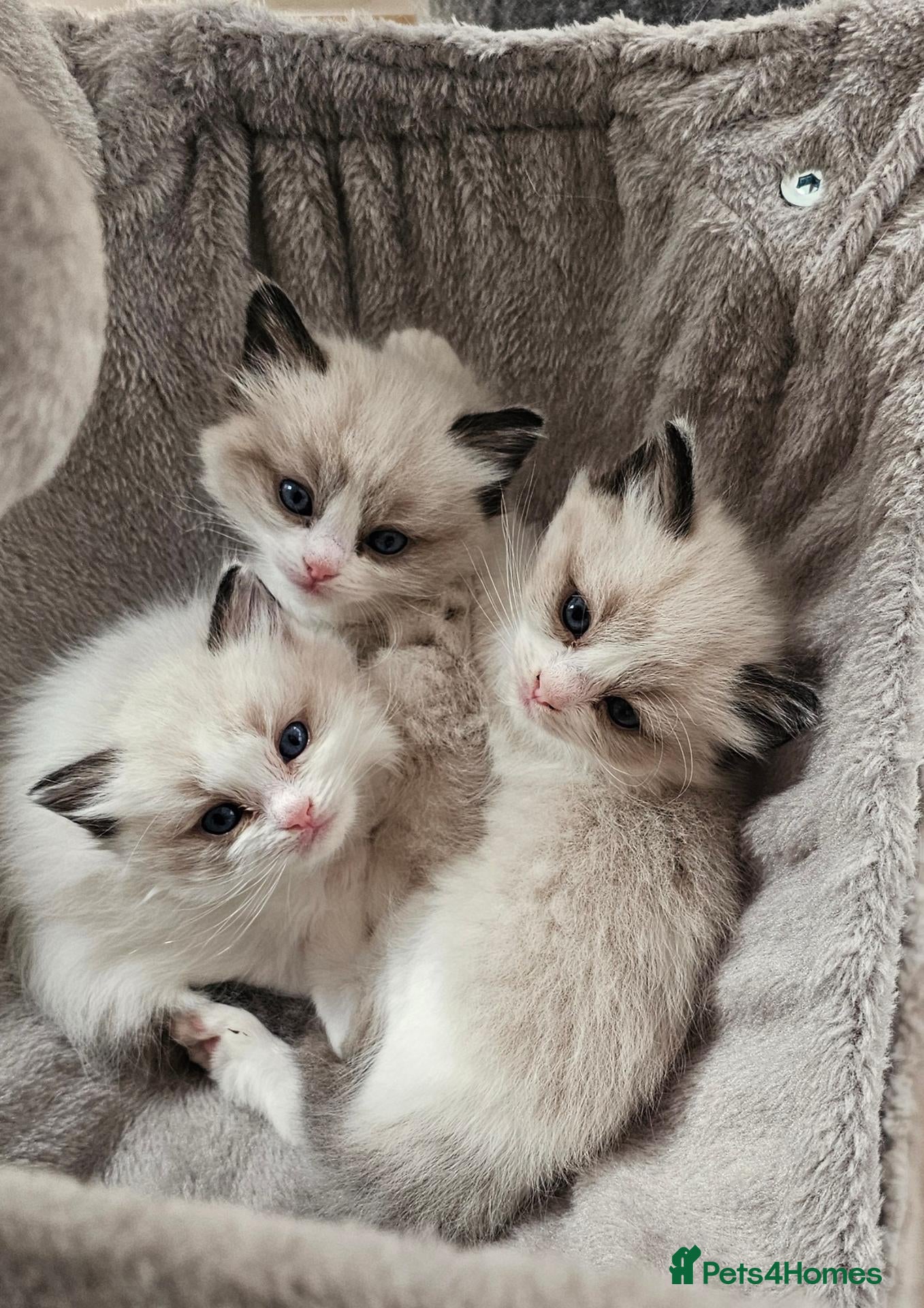 Ragdoll cats Purebred Pedigree Ragdoll kittens - Advert 1