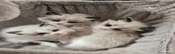 Ragdoll cats for sale: Purebred Pedigree Ragdoll kittens - Advert 1