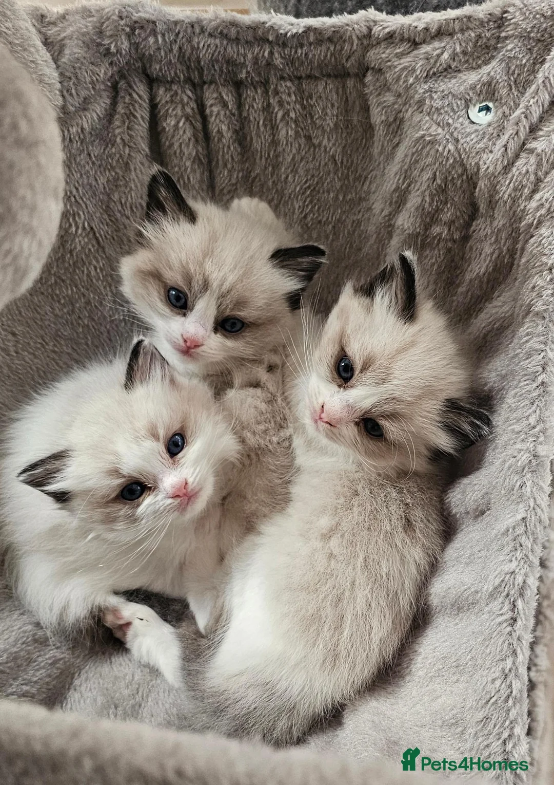 Ragdoll cats for sale: Purebred Pedigree Ragdoll kittens - Advert 1