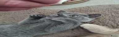 British Shorthair 4