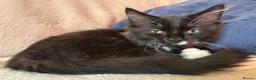 Ragcoon cats for sale: Only 2 beautiful boy Ragcoon's left  - Advert 14
