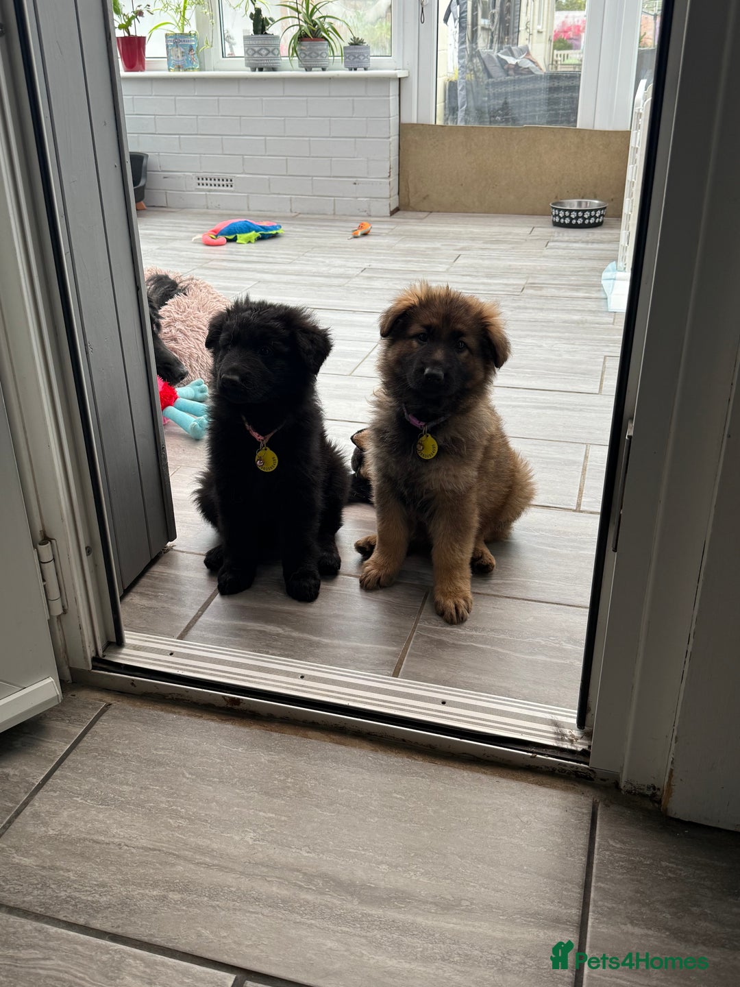 German Shepherd dogs for stud: FOR STUD (PROVEN)  in Doncaster - Advert 23