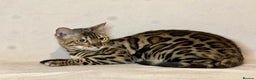 Bengal cats for sale: Bengal Queen  - Advert 19