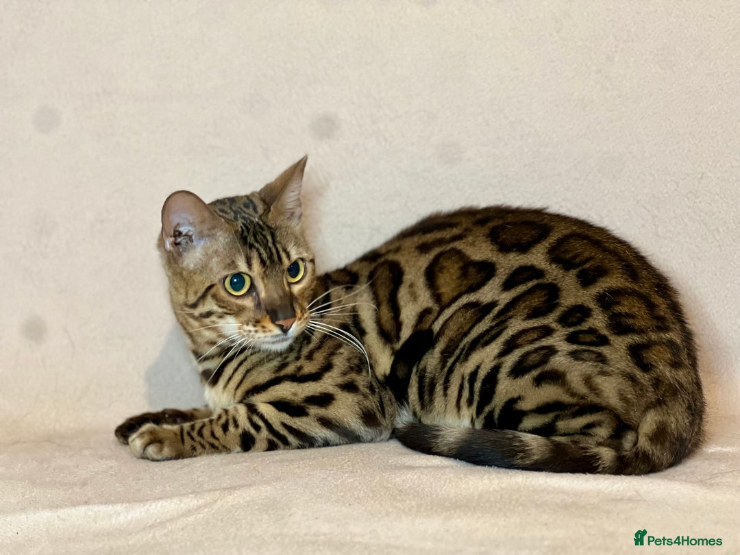 Bengal cats for sale: Bengal Queen  - Advert 19