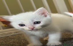 British Shorthair cats for sale: 4 gorgeous kittens  - Image 2