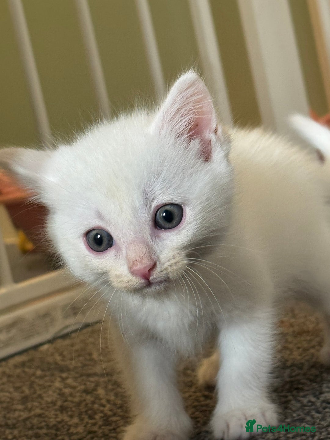 British Shorthair cats for sale: 4 gorgeous kittens  - Image 2