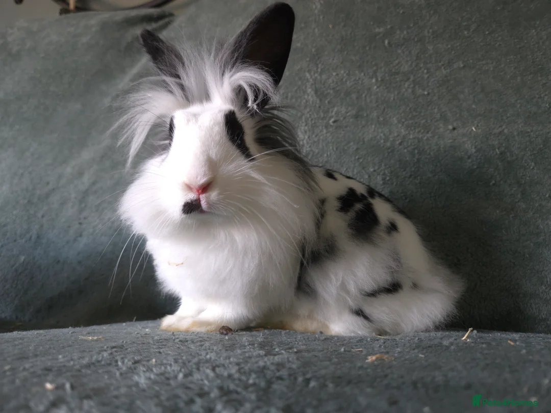 Lionhead rabbits for sale: Lion head x English Spot rabbit 14 weeks - Advert 11