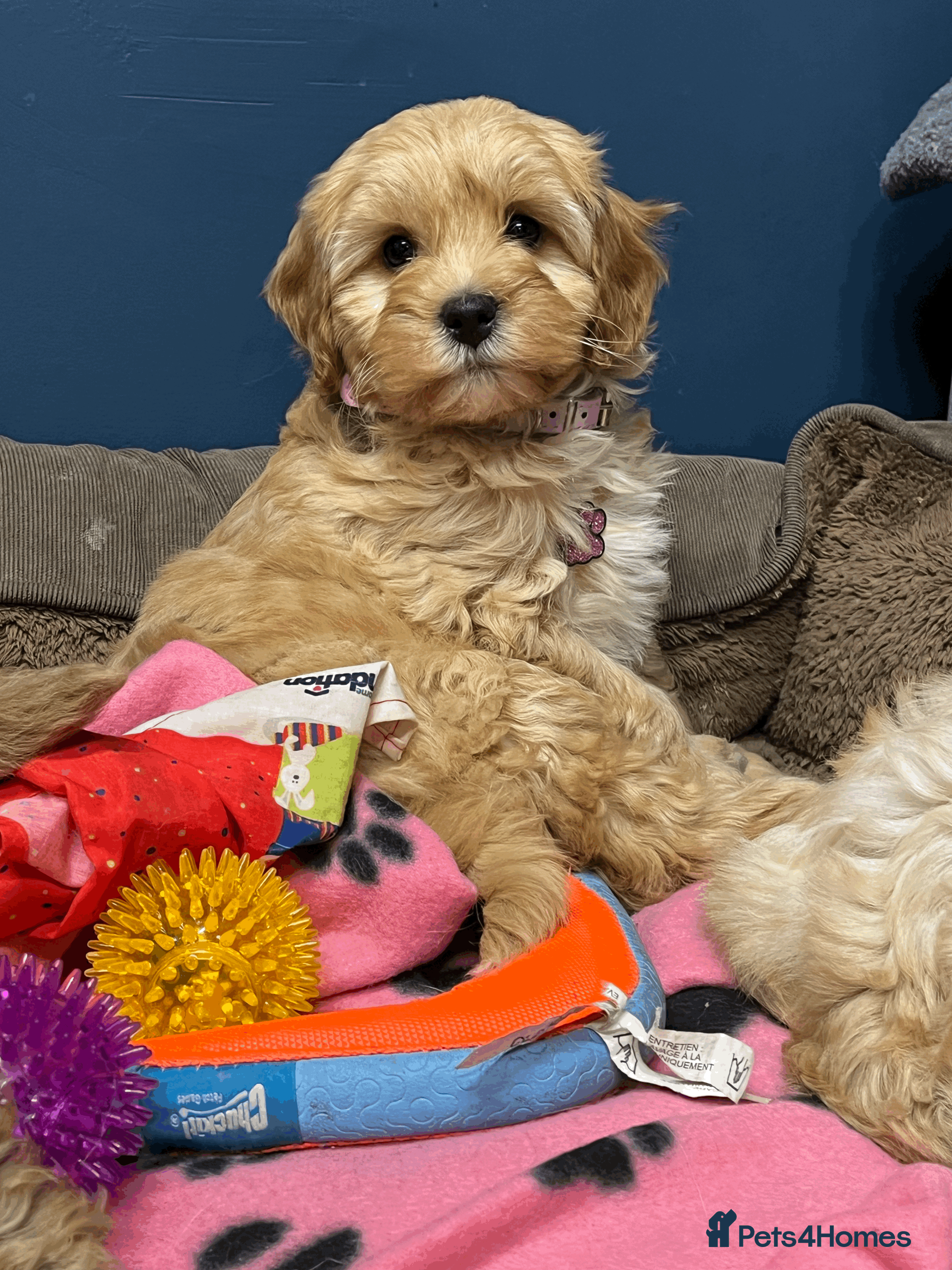 Cavapoochon dogs Cavapoochon puppies ready for new forever home💕 - Advert 1