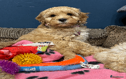 Cavapoochon dogs for sale: Cavapoochon puppies ready for new forever home💕 - Advert 16