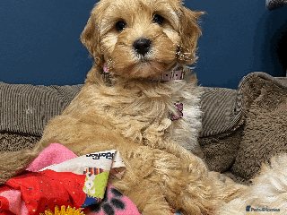 Cavapoochon dogs Cavapoochon puppies ready for new forever home💕 - Advert 4