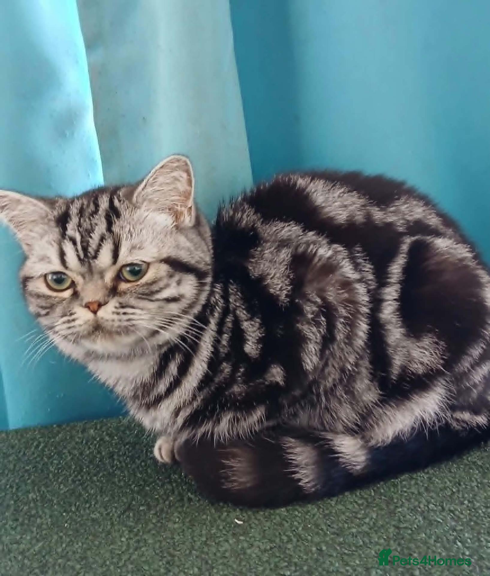 British Shorthair cats Bsh. Silver Tabby. Active/Nonactive. 🍄🍒 - Advert 11