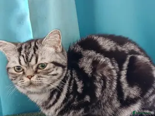 British Shorthair cats Bsh. Silver Tabby. Active/Nonactive. 🍄🍒 - Advert 11