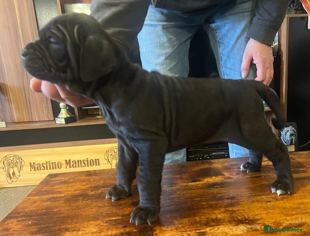 Neapolitan Mastiff dogs for sale: Makaevo Puppies - Advert 26