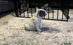 French Bulldog dogs for sale: Fluffy French Bulldogs  - Image 34