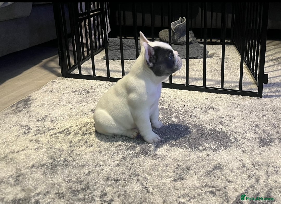 French Bulldog dogs for sale: Fluffy French Bulldogs  - Image 34