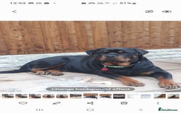 Rottweiler dogs for sale: Kc reg full German champion rottweiler puppies   - Image 30
