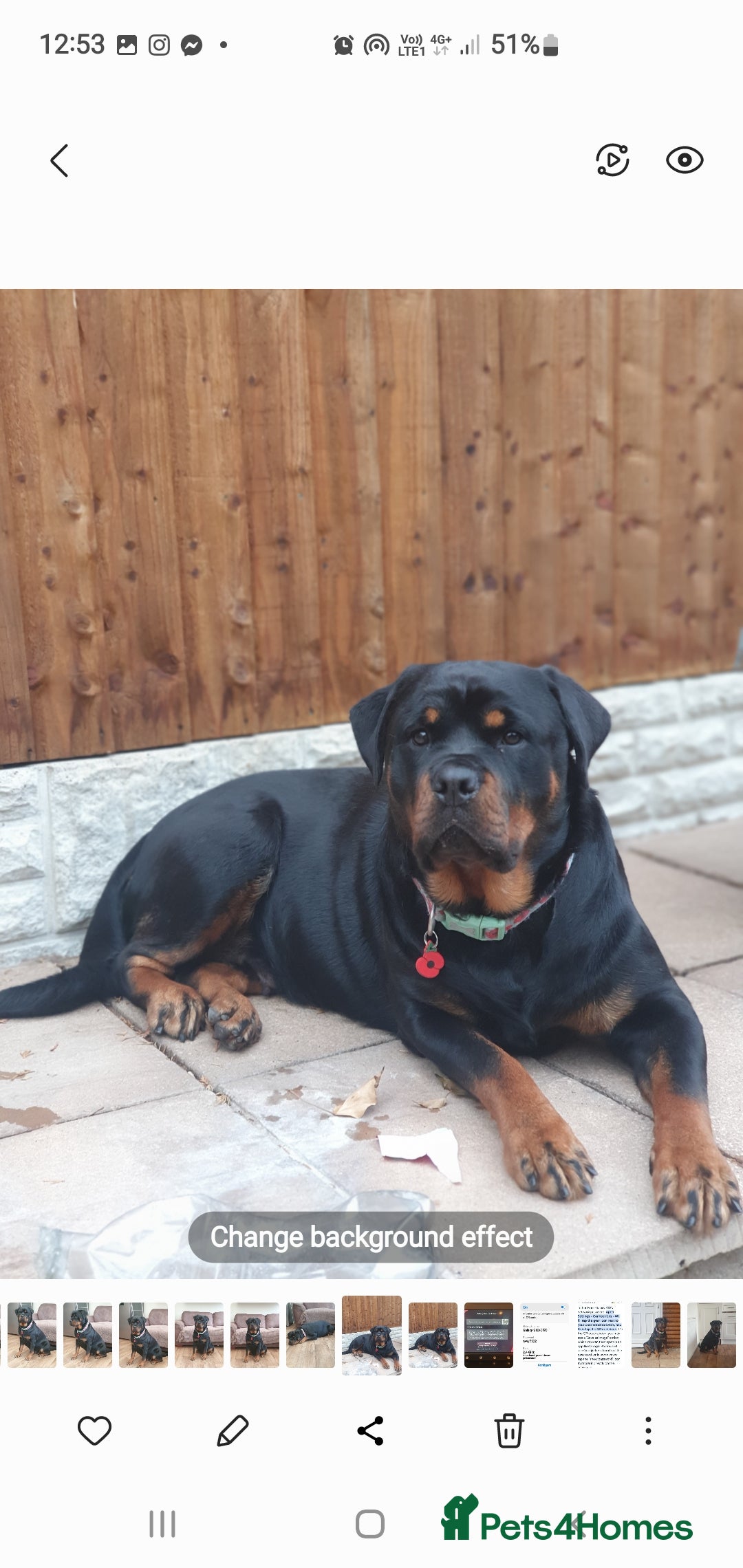 Rottweiler dogs for sale: Kc reg full German champion rottweiler puppies   - Image 30