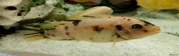 Cichlids fish for sale: African cichlids - Advert 7
