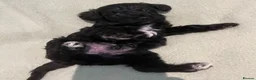 Schnoodle dogs for sale: Schnoodle pups for sale. Ready 11th October.  - Advert 11