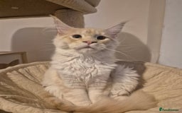 Maine Coon cats for sale: Maine Coone Girl - Image 2