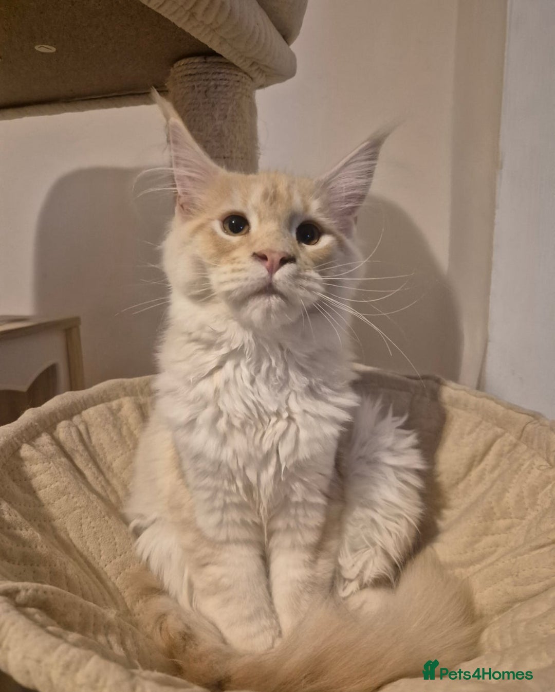 Maine Coon cats for sale: Maine Coone Girl - Image 2