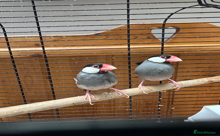 Finches birds - Advert 2