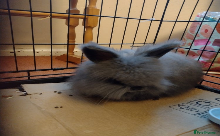 Angora rabbits - Advert 1