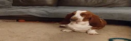 Basset Hound dogs for sale: Basset Hound Boy looking for a loving home❤️ in Swindon - Advert 6