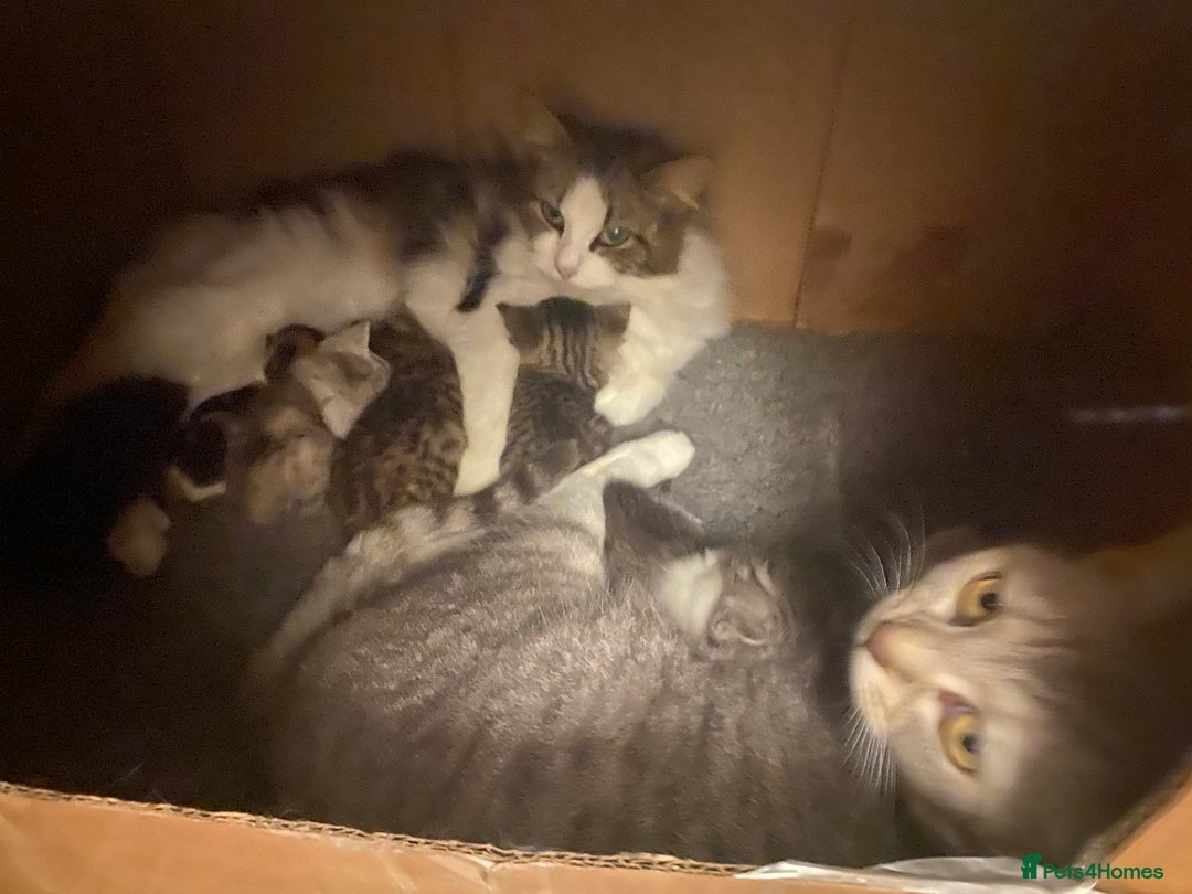 Mixed Breed cats for sale: Mixed breed silver tabby boys/ tabby & white girl - Image 13