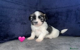Lhasa Apso dogs for sale: 4 Lhasa Apso babies  - Image 9