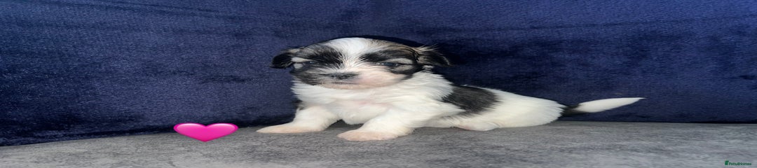 Lhasa Apso Puppy 3