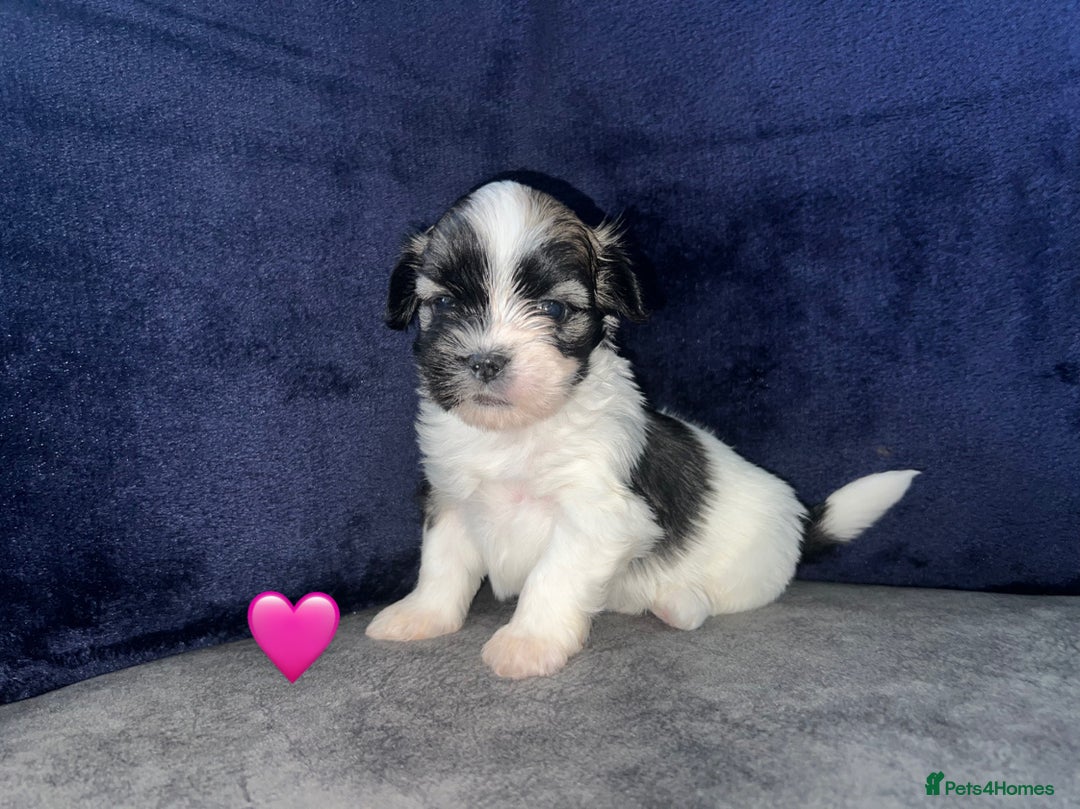 Lhasa Apso dogs for sale: 4 Lhasa Apso babies  - Image 9