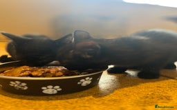 Mixed Breed cats for sale: Kittens ready to leave  - Image 9