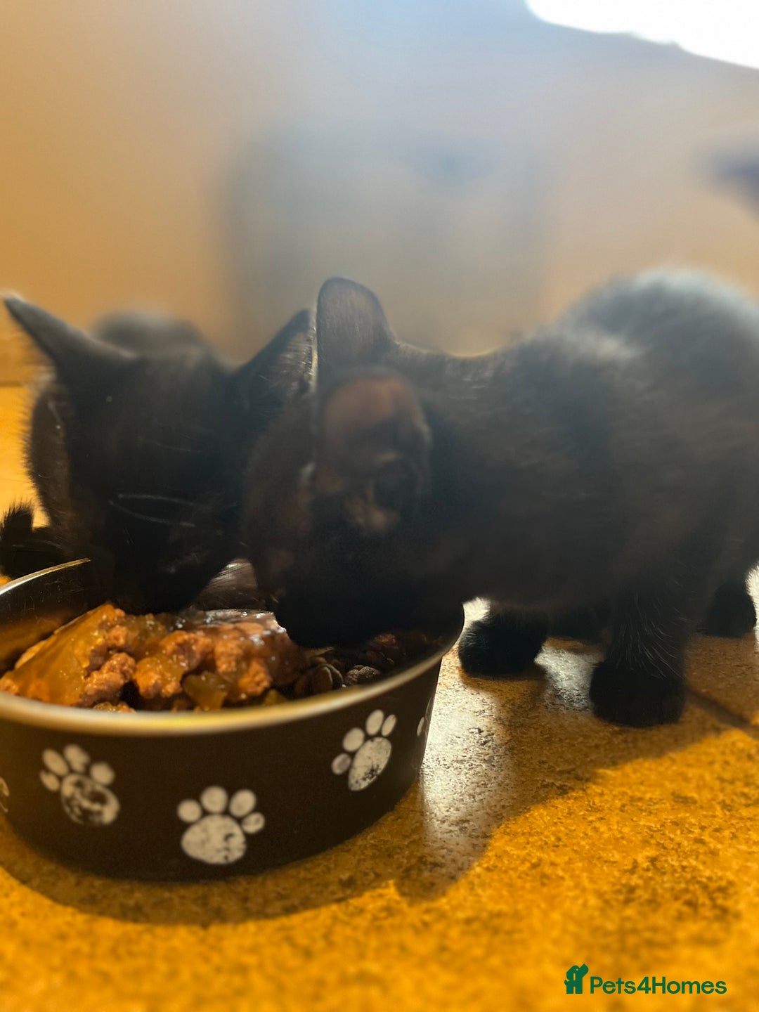Mixed Breed cats for sale: Kittens ready to leave  - Image 9