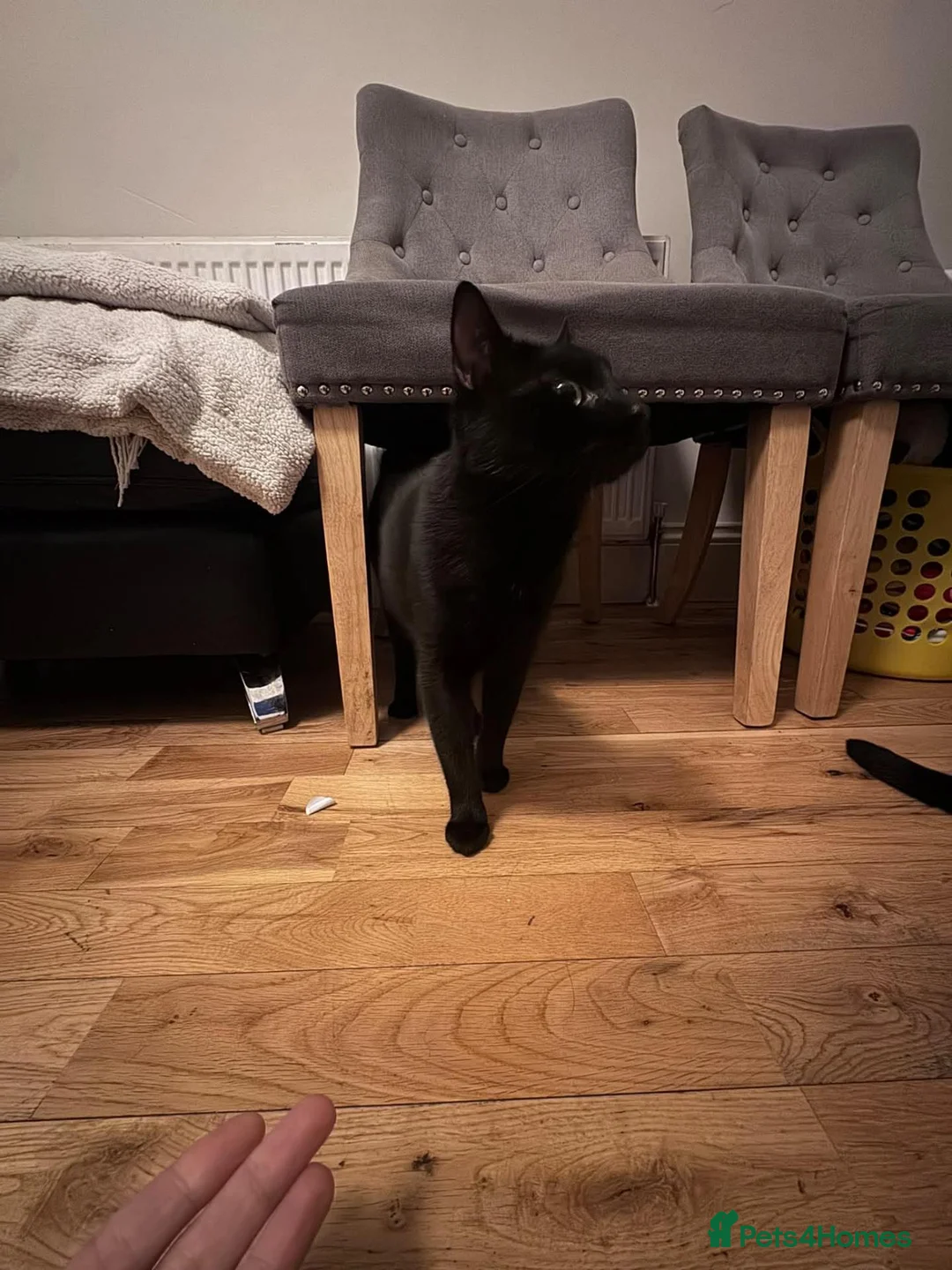 Mixed Breed cats for sale:  **  2 boys in Leeds - Advert 2