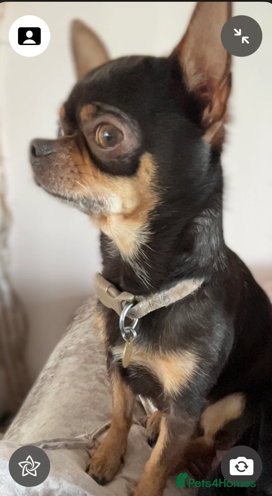 Chihuahua dogs for stud: small chihuahua stud only not for sale! chihuahua in Bury Saint Edmunds - Advert 10