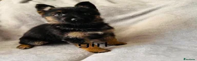 German Shepherd 6