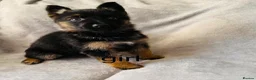 German Shepherd dogs for sale: Gorgeous German shepherd pups for sale  in Durham - Advert 12