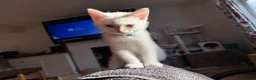 Siberian cats for sale: Male kitten for sale. Zuma - Advert 3