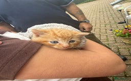 Mixed Breed cats for sale: 1 rare ginger female 3 ginger toms 1 female tabby  - Image 5