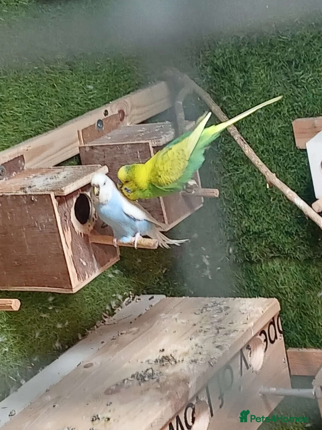 Budgerigars birds for sale: Beautiful breeding pair of budgies  - Advert 1