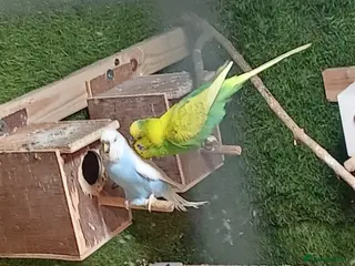 Budgerigars birds Beautiful breeding pair of budgies - Advert 1