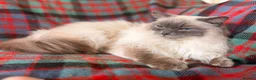 Ragdoll cats for sale: Beautiful Neutered GCCF Ragdolls For Adoption - Advert 5