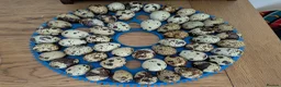Quail poultry for sale: Range of quail available and fertile eggs  in Llandrindod Wells - Advert 6