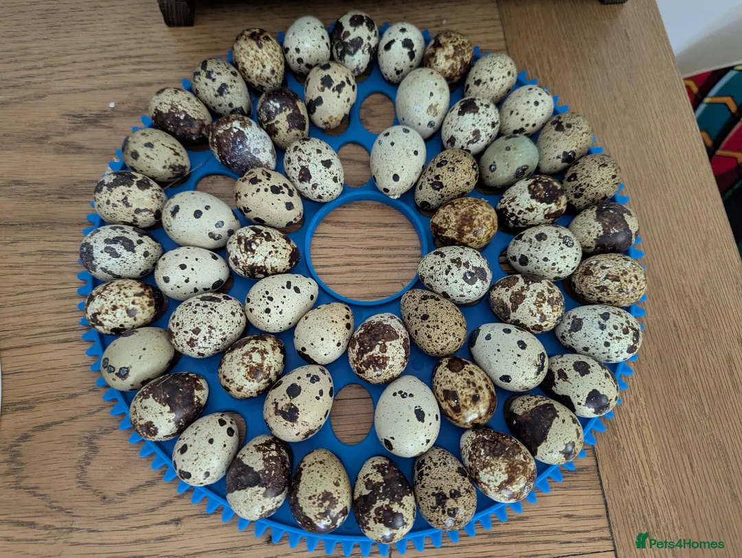 Quail poultry for sale: Range of quail available and fertile eggs  in Llandrindod Wells - Advert 6