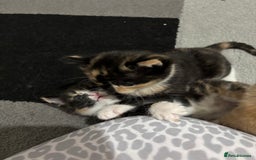 Domestic Shorthair cats for sale: Cat girls - Image 2